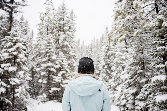 person standing near snow-covered trees in Algonquin Park Canada