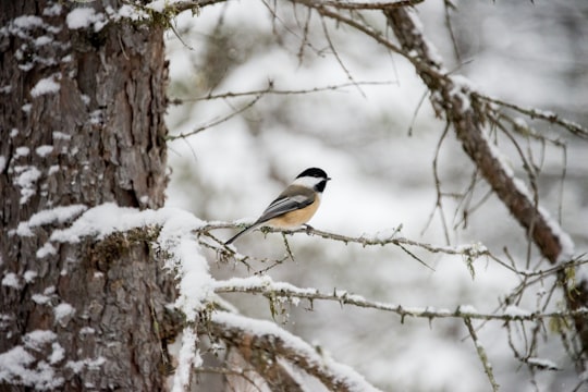 gray and white bird perching on tree branch in Algonquin Park Canada