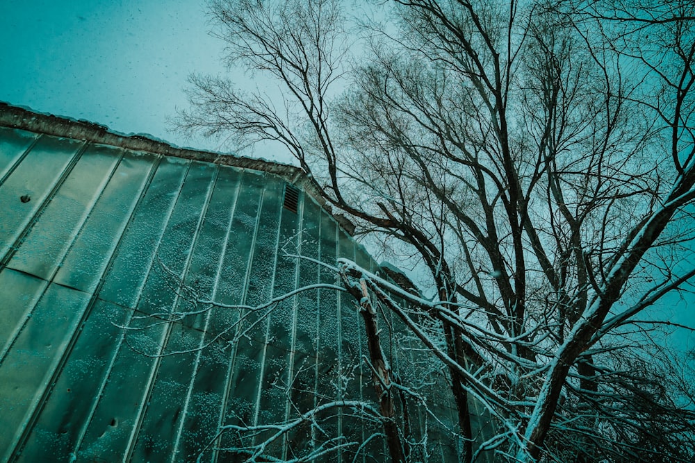 arbres nus à côté d’un bâtiment vert sous un ciel bleu pendant la journée