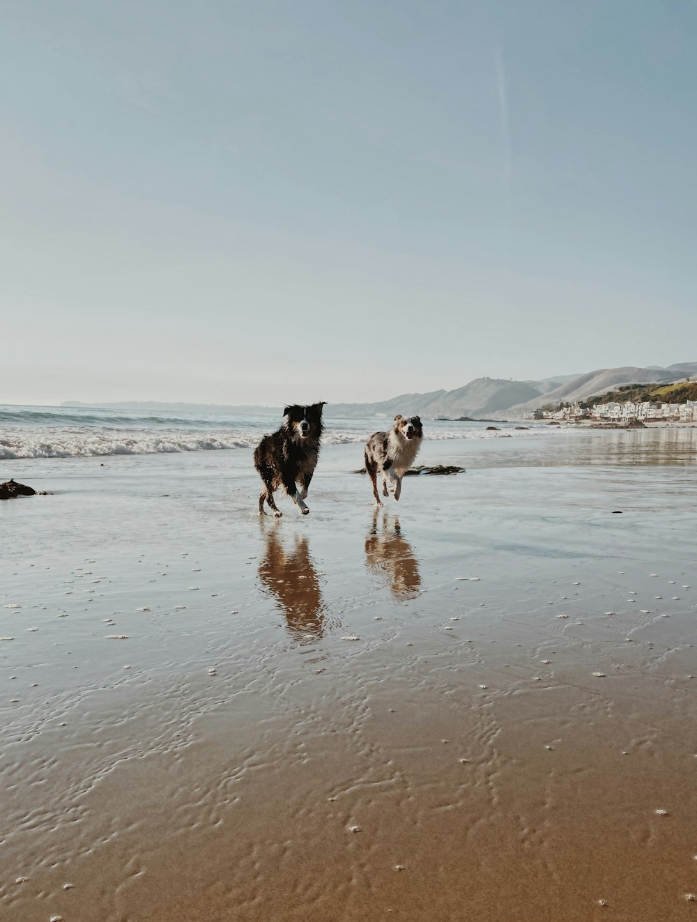 two white and black dogs running on seashore