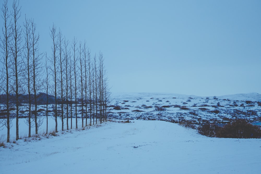 bare trees on snow covered ground under blue sky during daytime