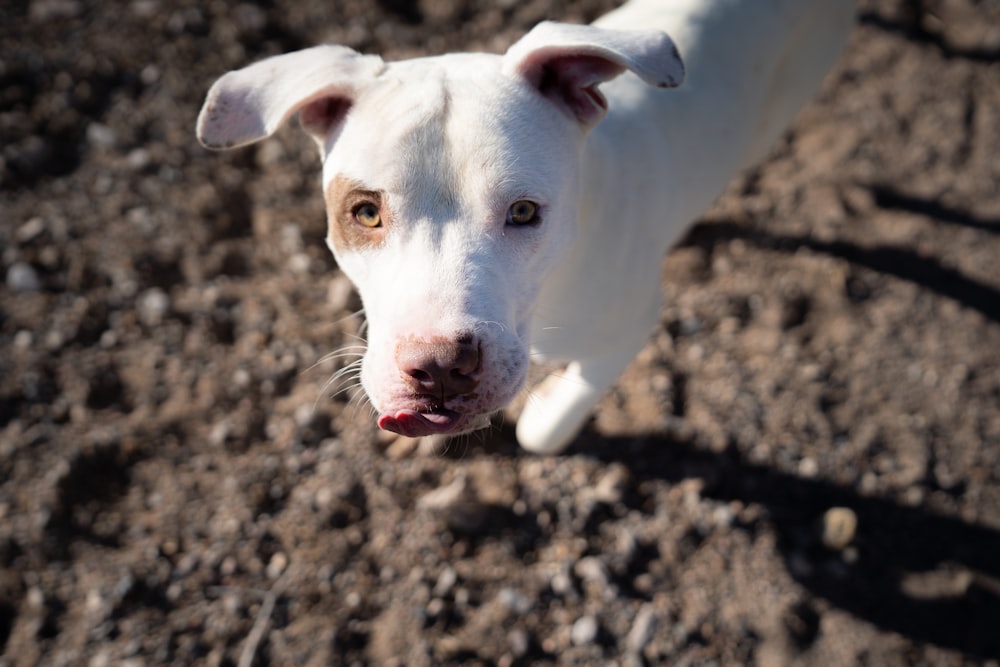 short-coated white dog