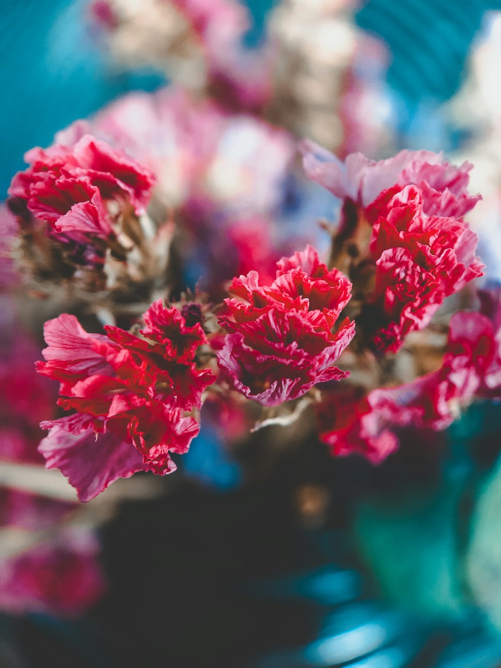 red-petaled flowers