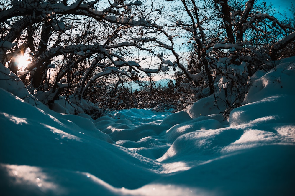 white snow and trees