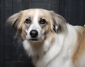 A medium-sized dog with a soft, fluffy coat featuring shades of white, tan, and gray. The dog has expressive eyes, perked ears, and is sitting against a dark wooden background.