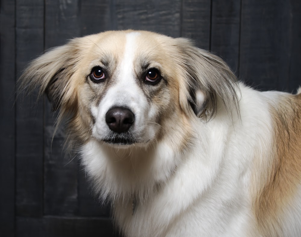 adult long-coated white and brown dog