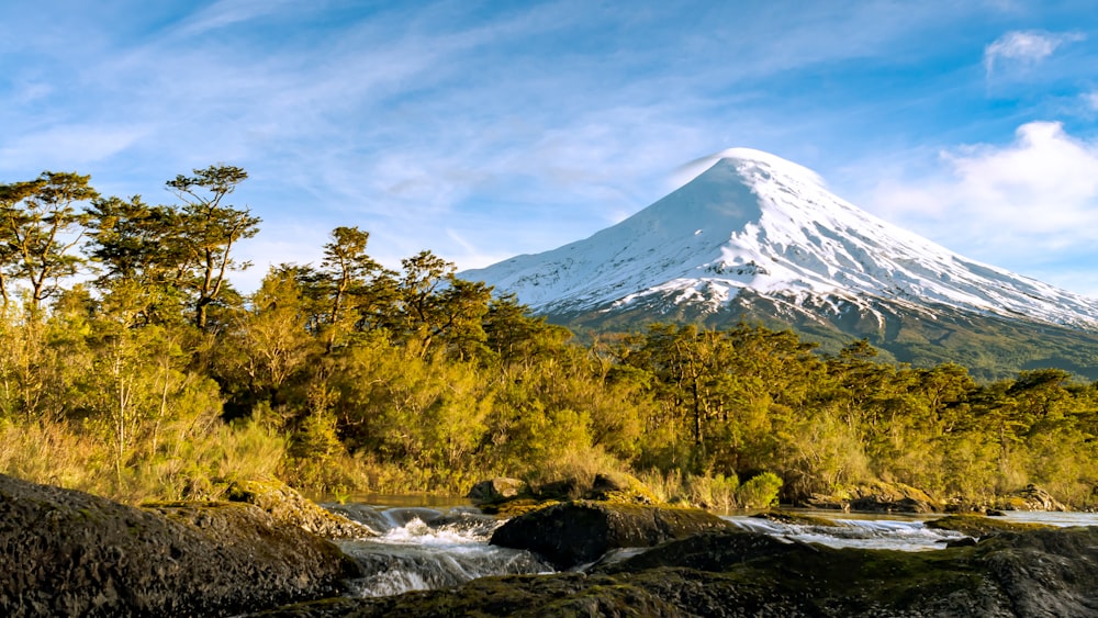 green trees and white snow mountain