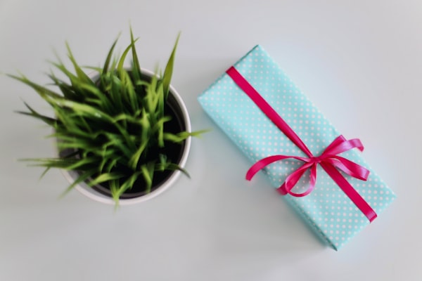 a plant next to a small gift wrapped in light blue polka-dotted paper with a red ribbon