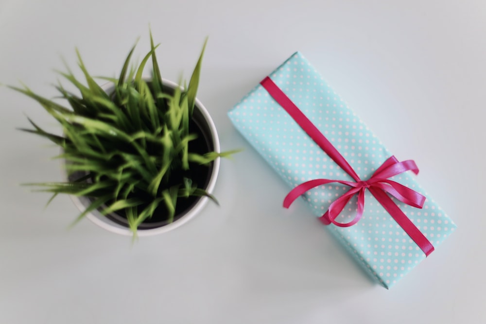 white gift box beside green leafed plant