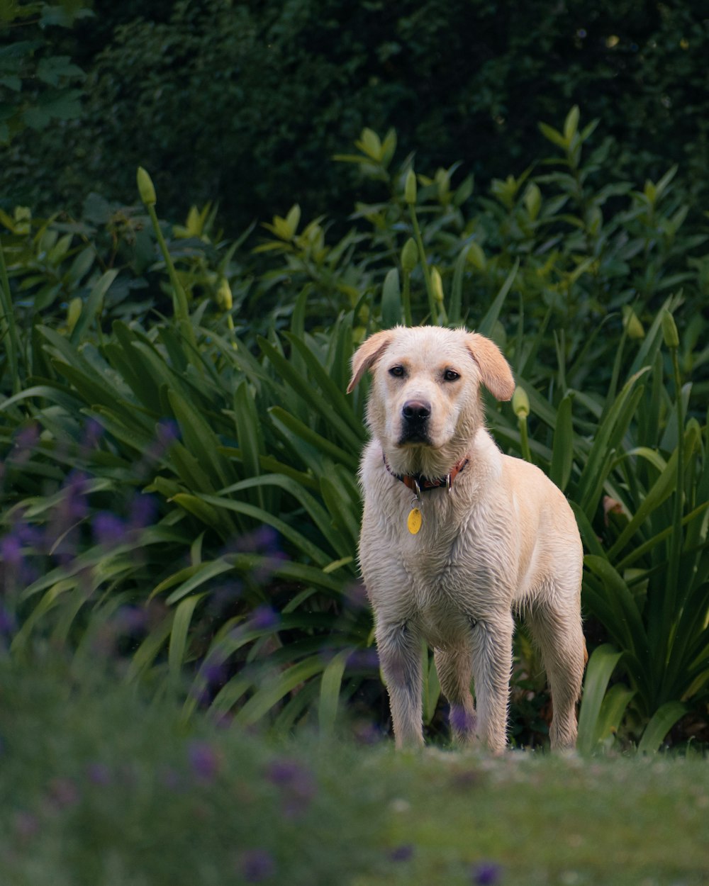 adult light golden retriever