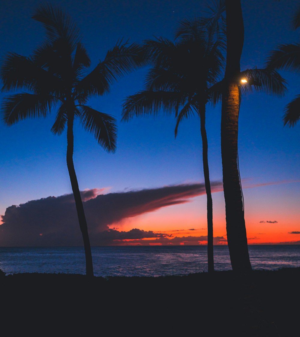 silhouette photography of coconut trees near sea during dawn