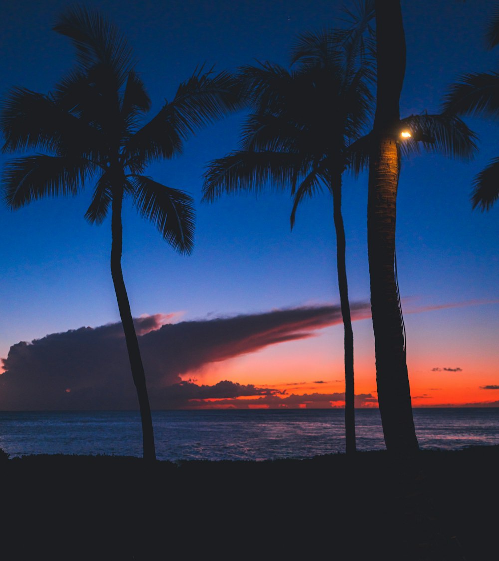 Photographie de silhouette de cocotiers près de la mer pendant l’aube