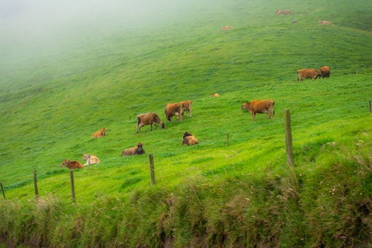 brown cow on farm ranch during daytime in Provincia de Cartago Costa Rica