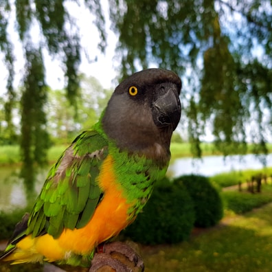 A beautiful yellow parrot in a lush setting.