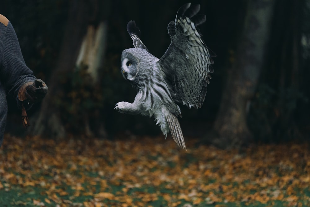 selective focus photography of flying owl during daytime