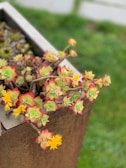 A cluster of colorful succulents with green and red leaves, adorned with small yellow flowers, emerges from a large, rustic, rectangular planter. The background is a blurred grassy area, which accentuates the vibrancy of the succulents.