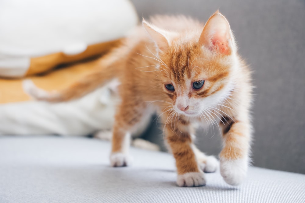 orange and white kitten