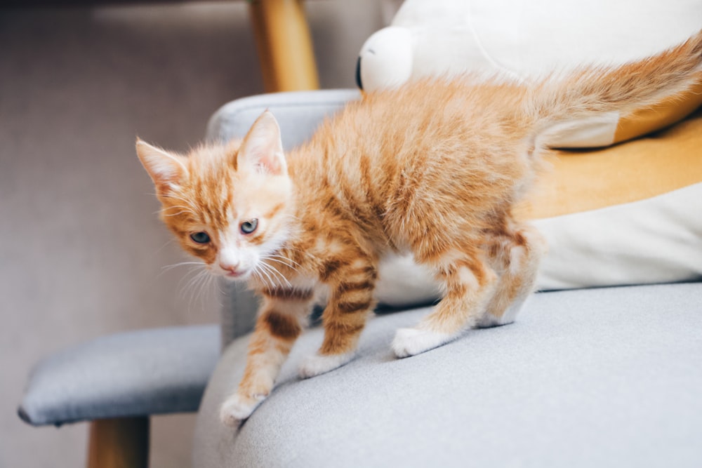 orange and white kitten sitting on s