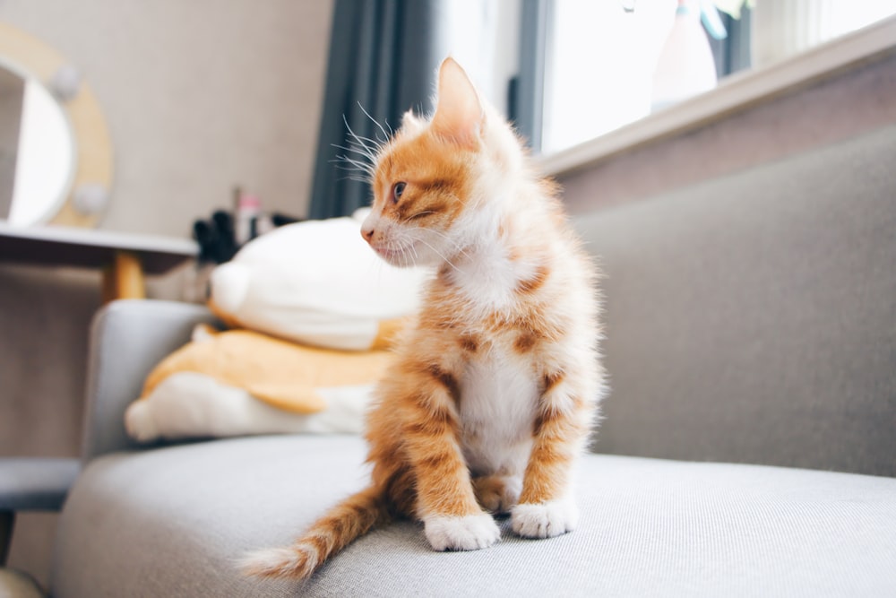 orange and white kitten sitting on sofa