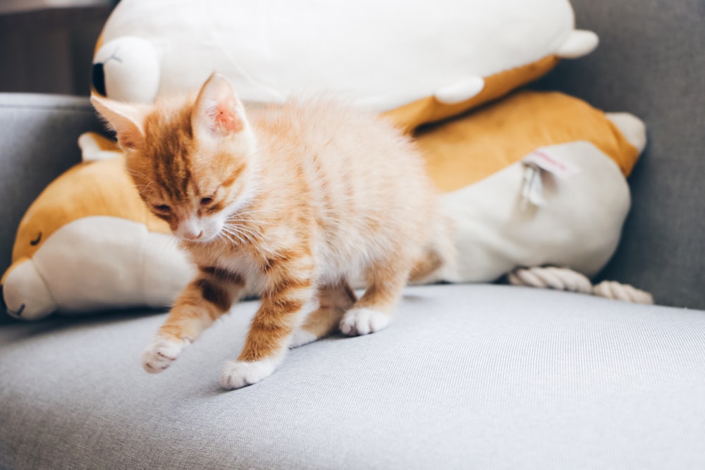 orange and white kitten sitting on sofa