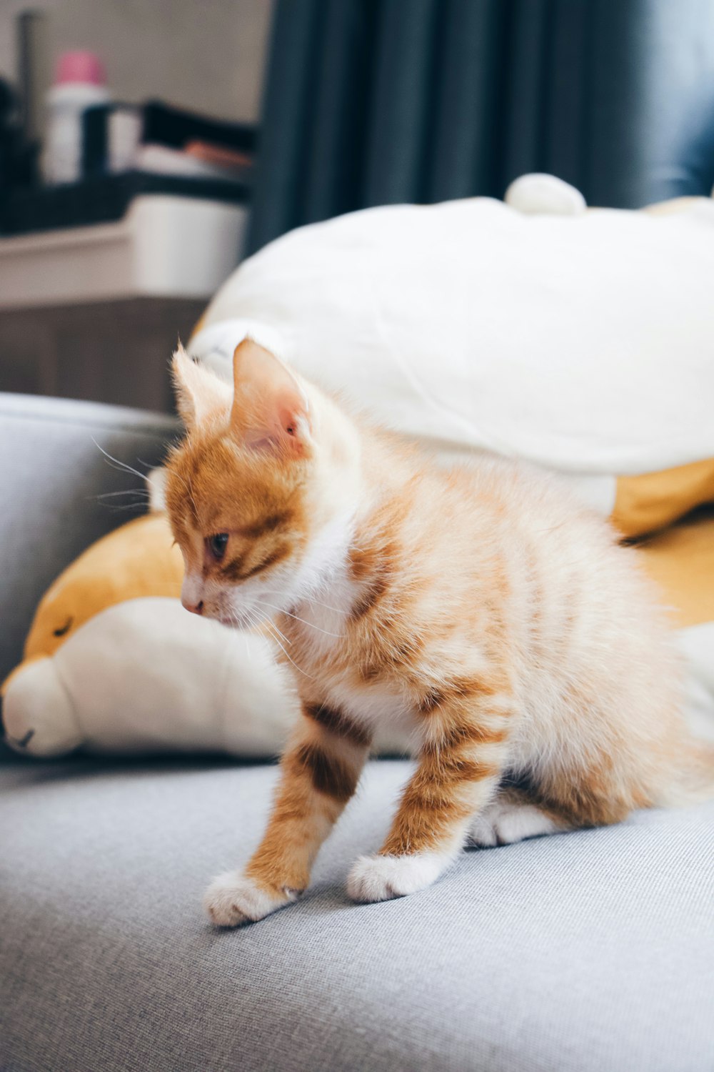 white and orange kitten sitting on sofa