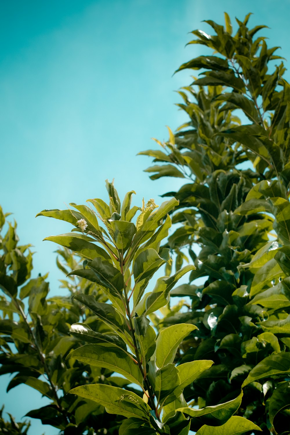 green-leafed plants