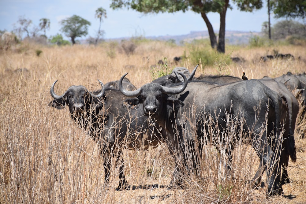 wild-life photography of water buffalo during daytime