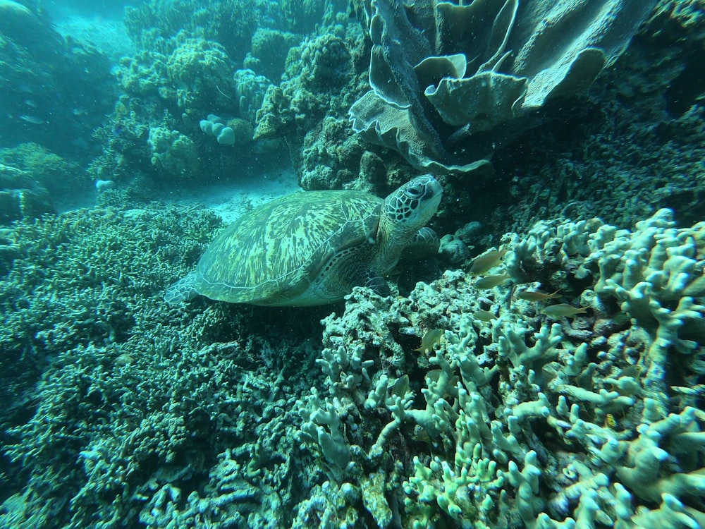 brown sea turtle