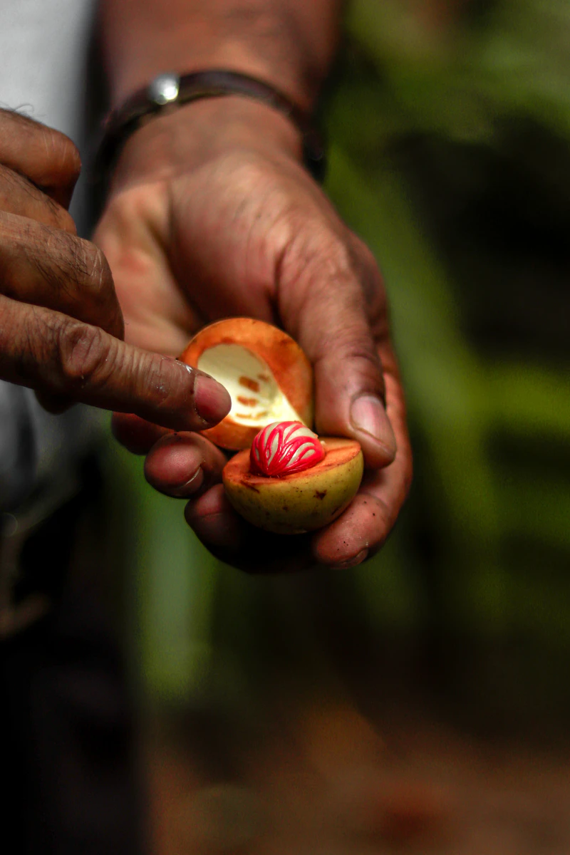Fresh nutmeg fruit with mace