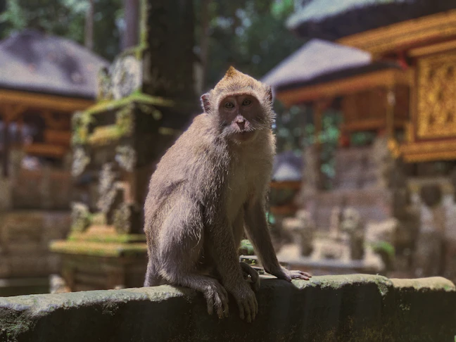 Luxury 3-Day Ubud Itinerary: Premium Bali Travel Guide