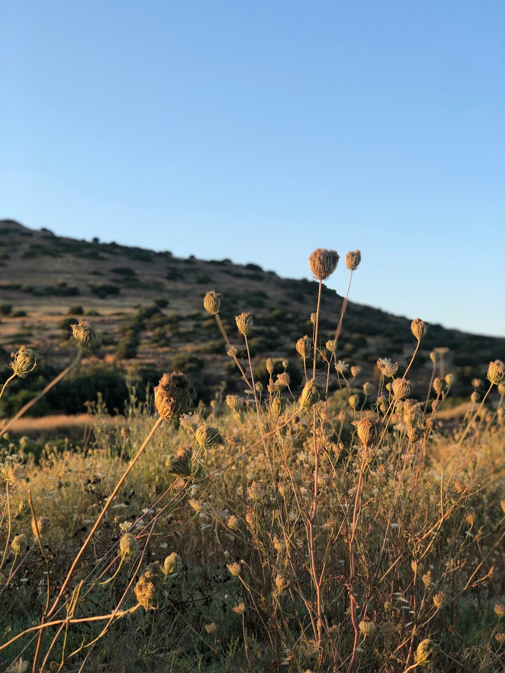 wheat field