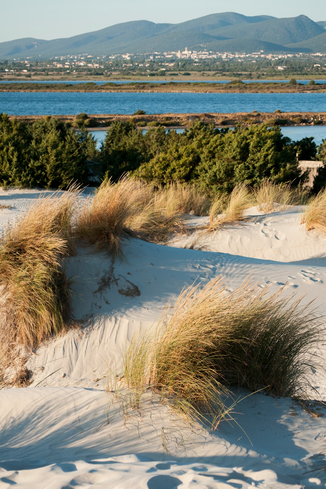 tan grass near sea