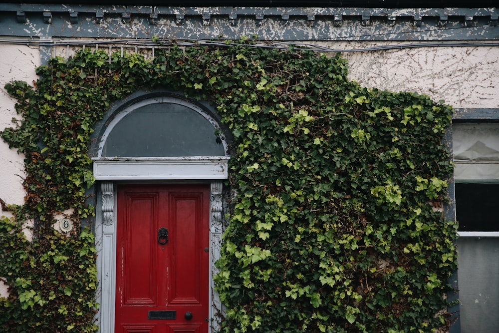 red wooden door covered with green vine plants