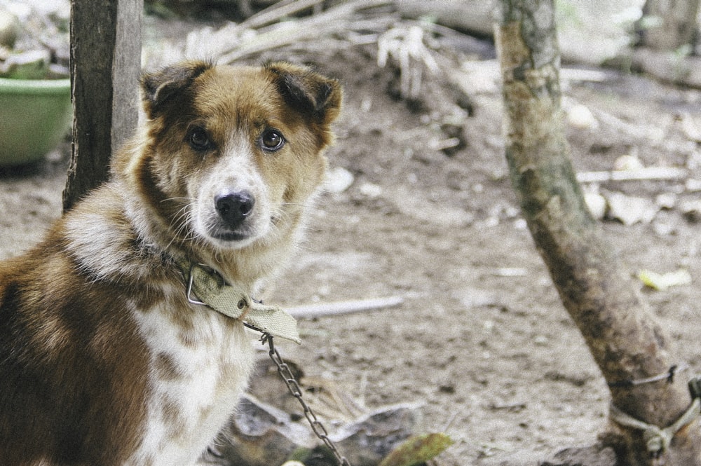 cão marrom e branco de pelagem curta