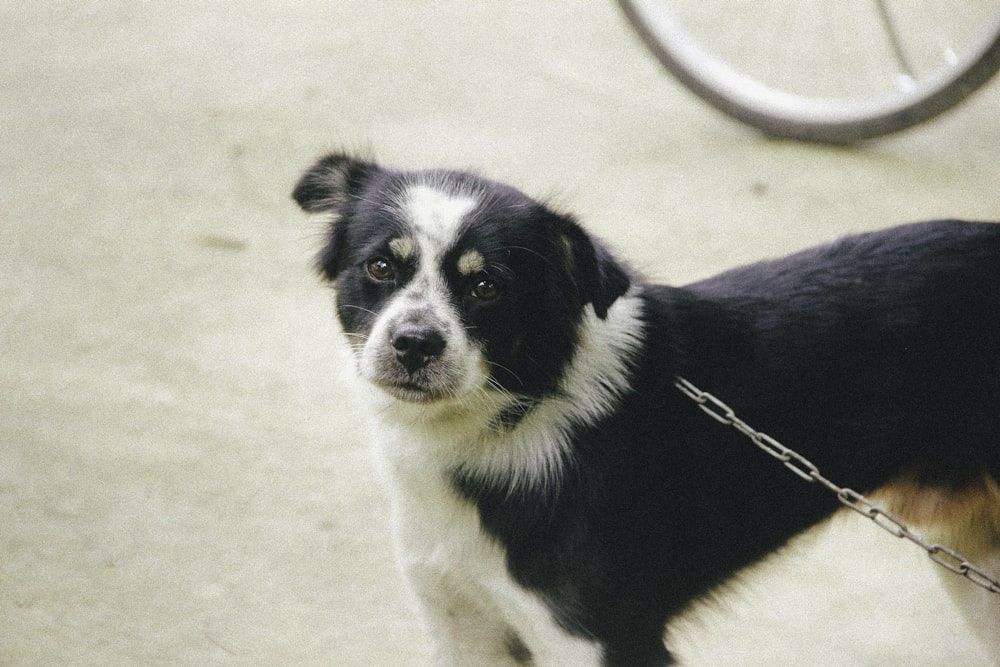 short-coated black and white dog with chain