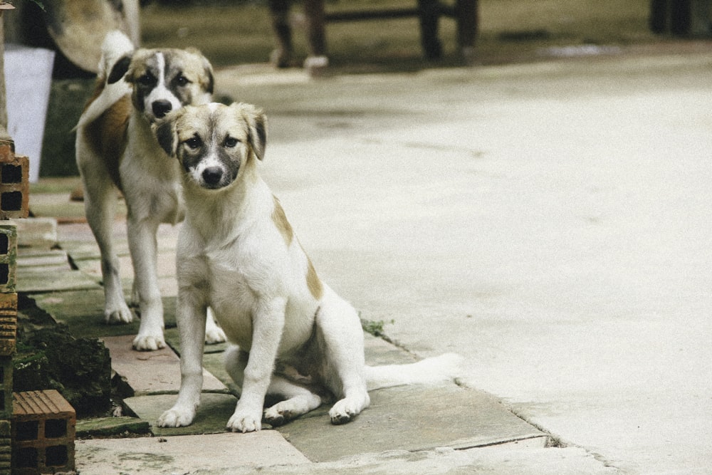 two white dogs standing on sidewalk