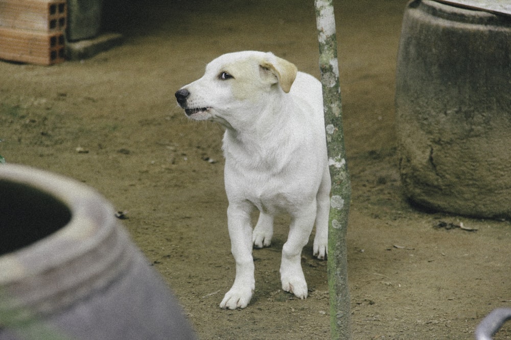 puppy walks near clay vase