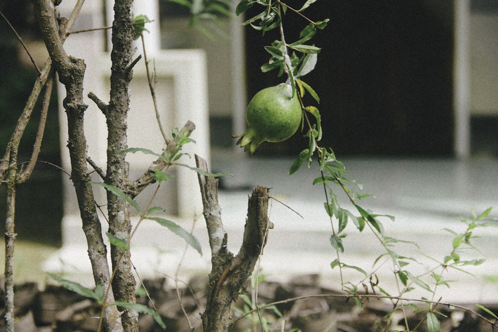 Frutto di guava verde