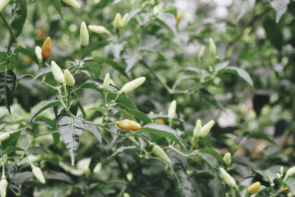 fruta de pimenta laranja e verde