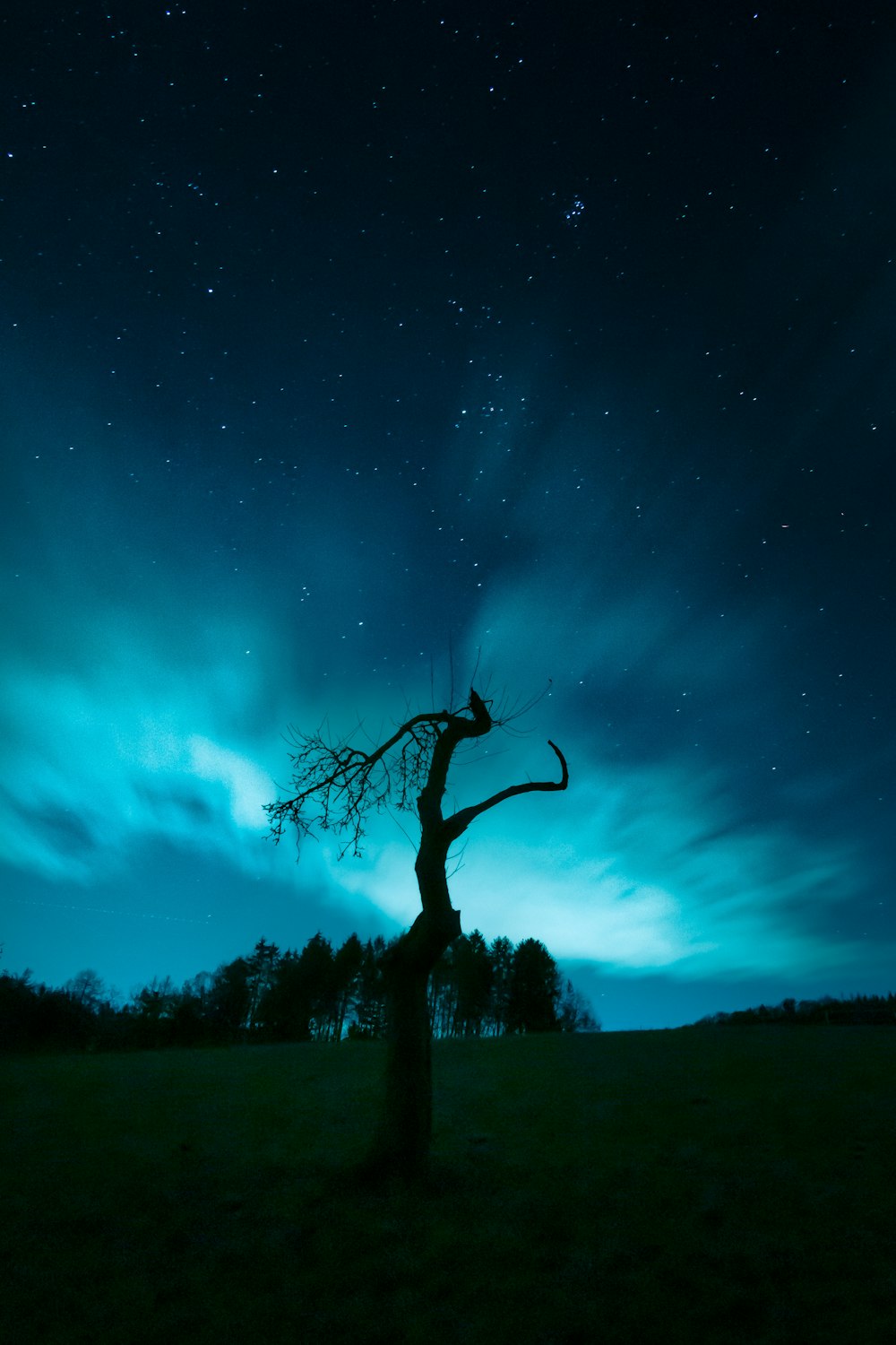 silhouette of tree