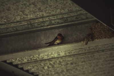 bird on shelf
