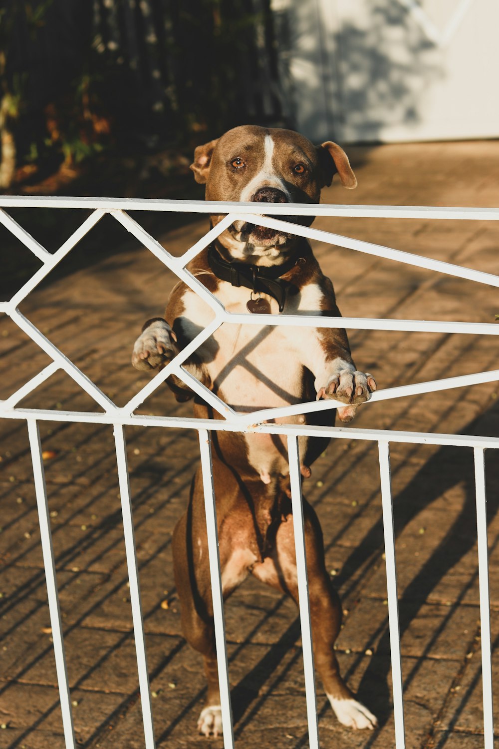 dog standing while leaning on gate