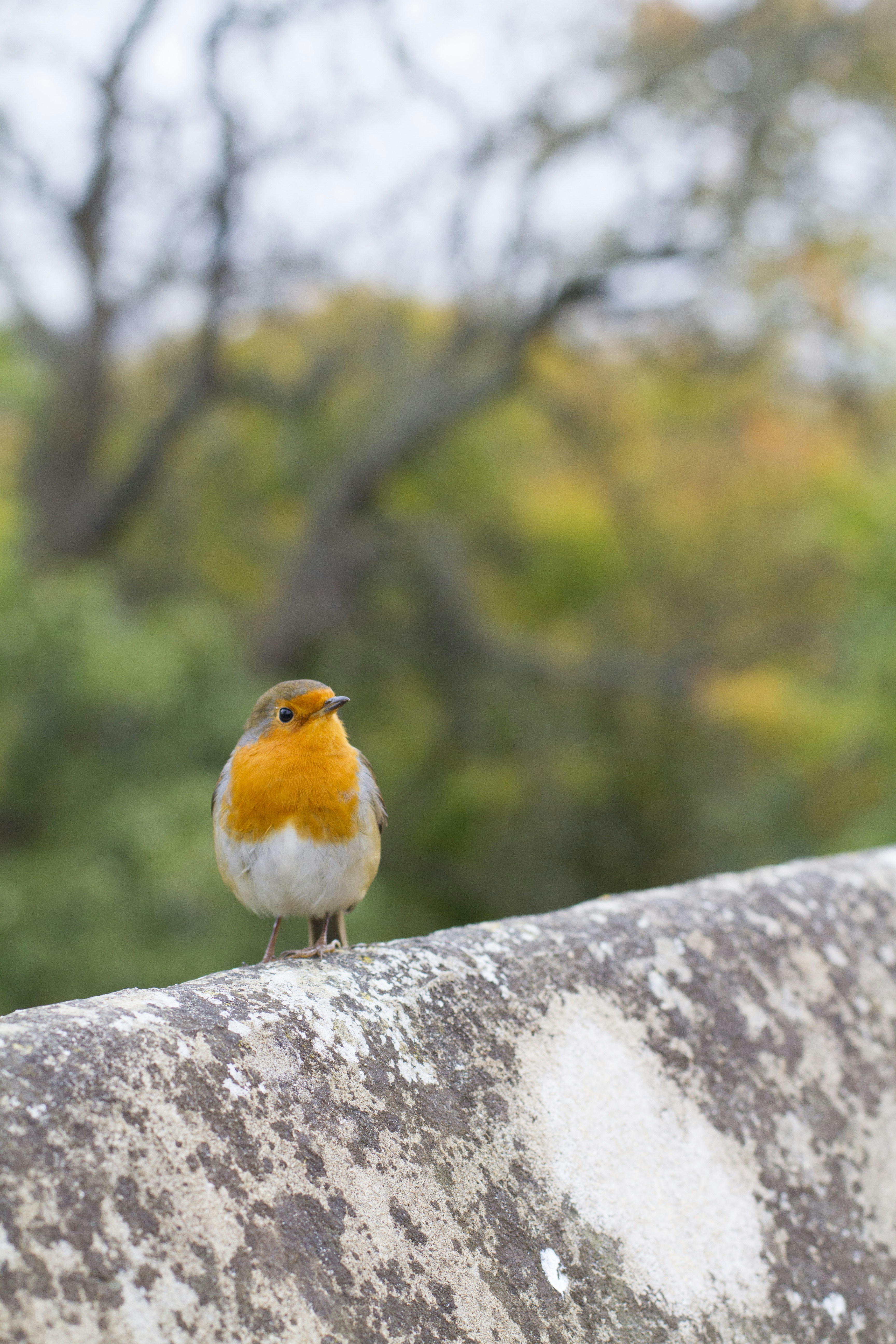 orange and gray bird on stone