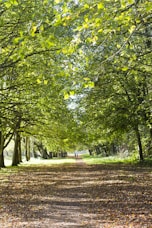 green trees
