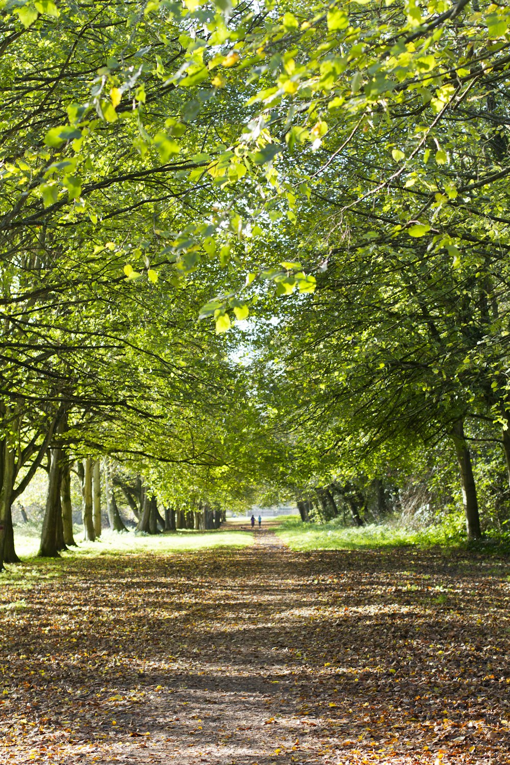 green trees