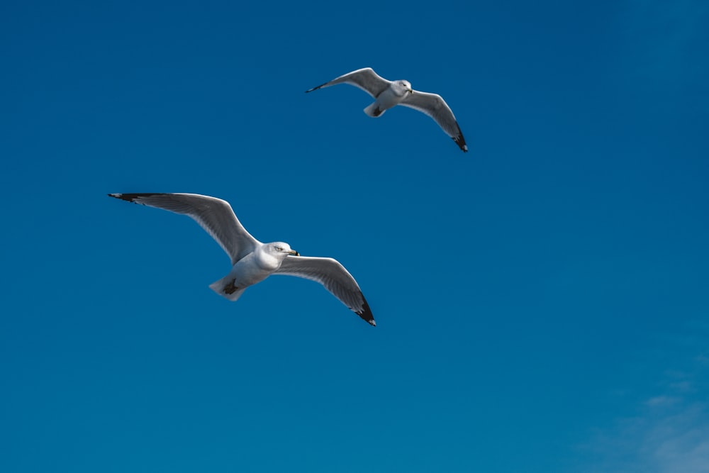 two flying brown-and-gray birds