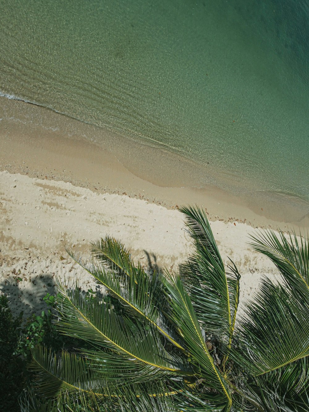 green palm tree on seashore during daytime