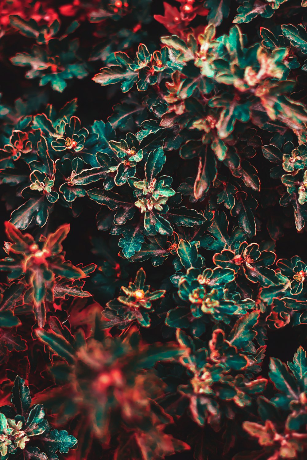 green and red leafed plant