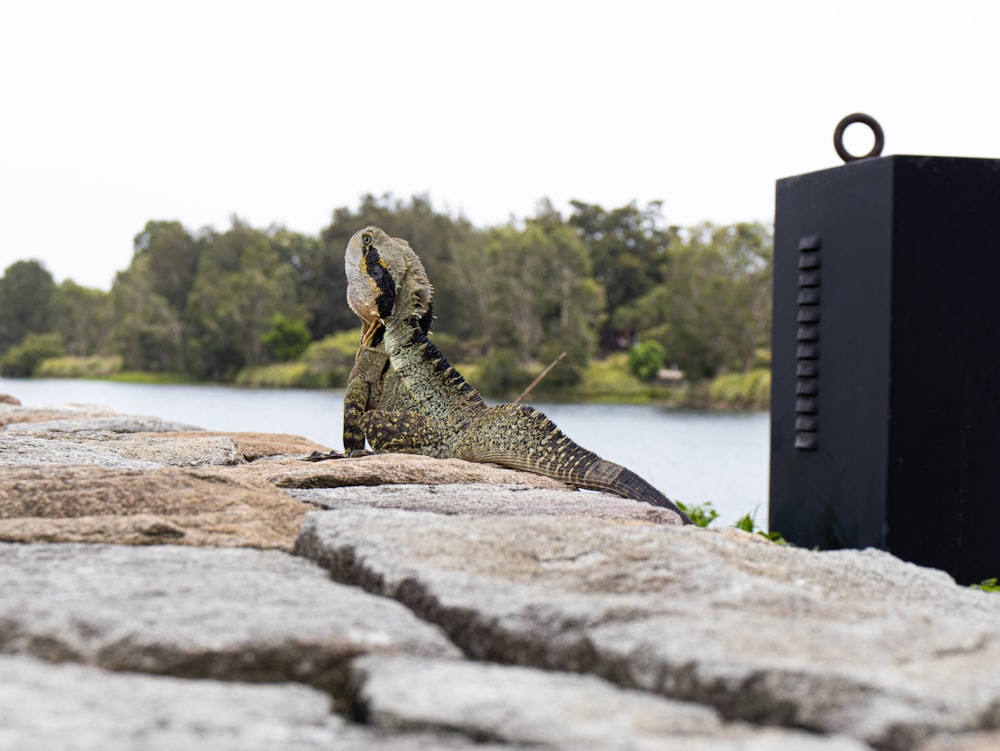 reptile on rock