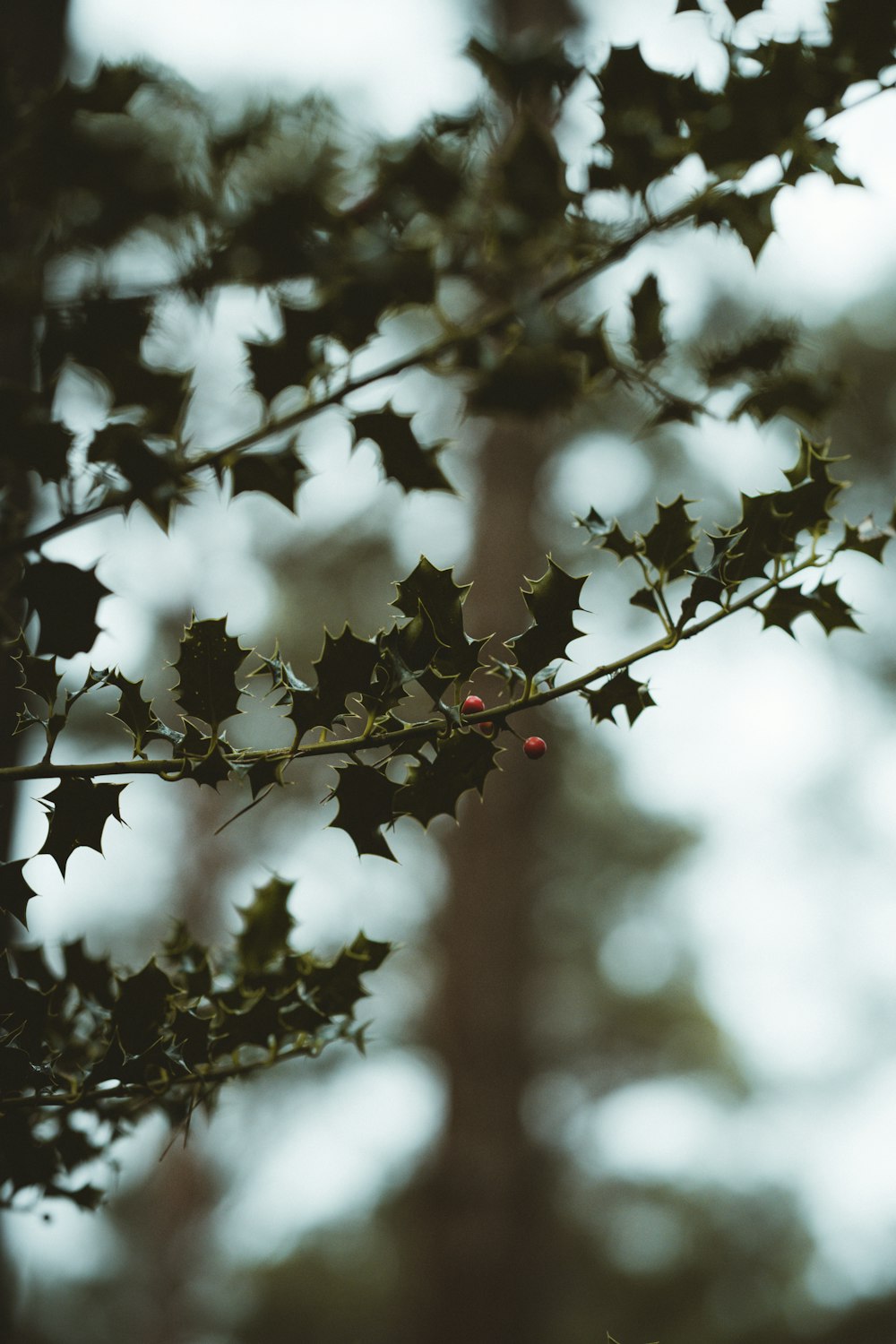 green tree